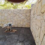 فروش سنگ لاشه سنگ ورقه ای سنگ مالون